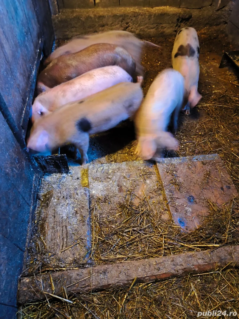 Vând 10 purcei,au timp de 9 săptămâni 