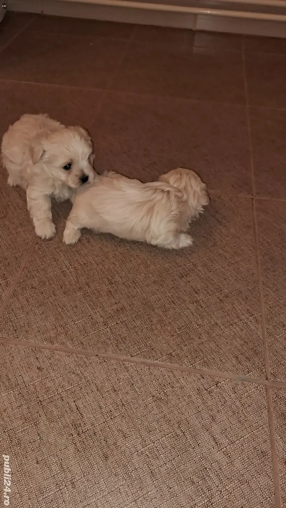 Vând bichon maltez o femelă si un mascul  