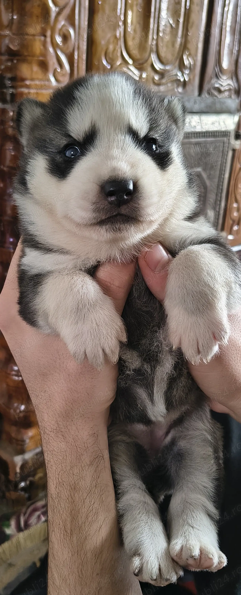 Cățelușa husky siberian 