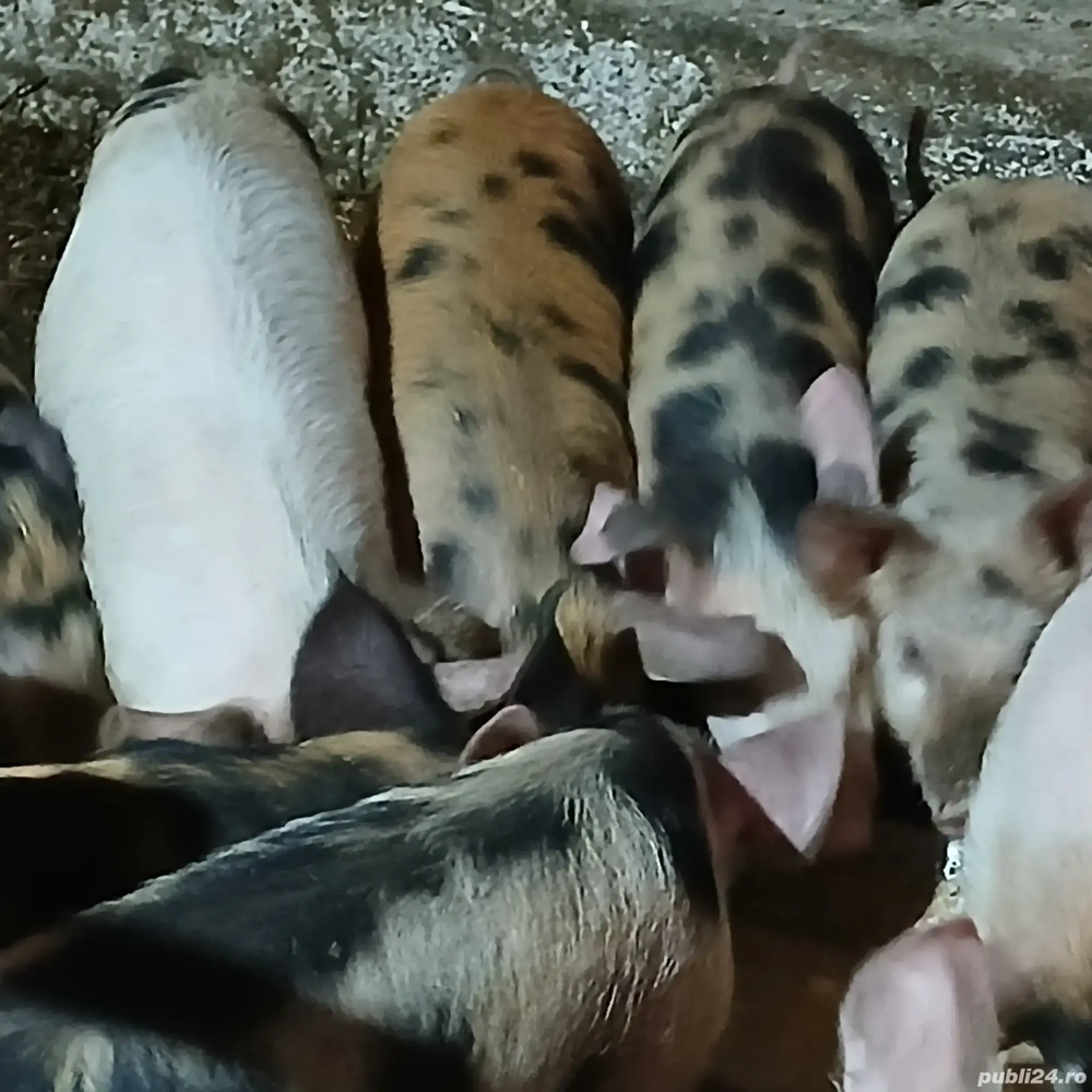 soldani 3 luni jumate 