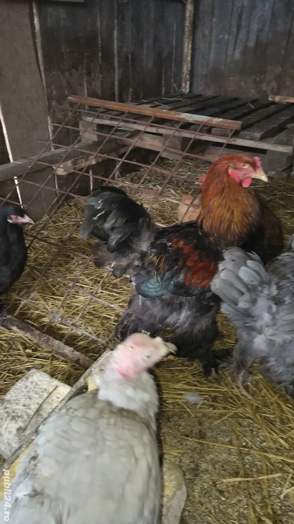 vand schimb cocoși brahma 