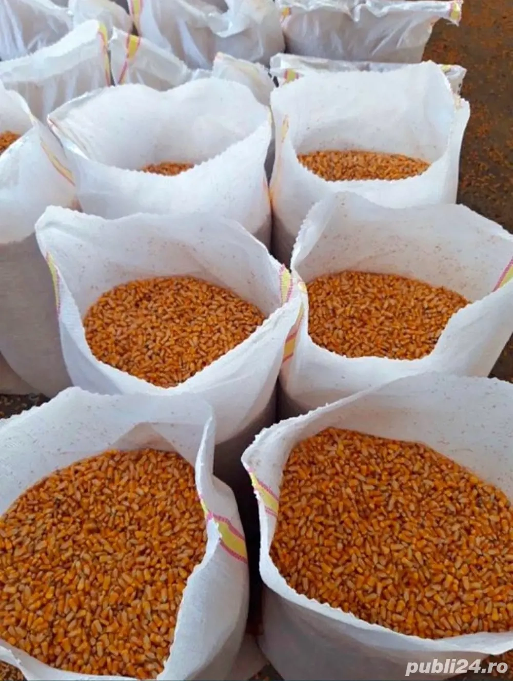 Porumb de vanzare 12%