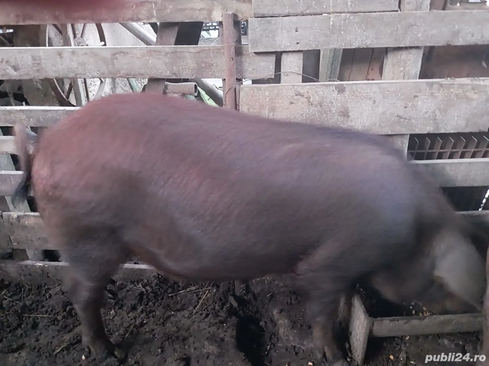 vând vier duroc de 75 -80kg.