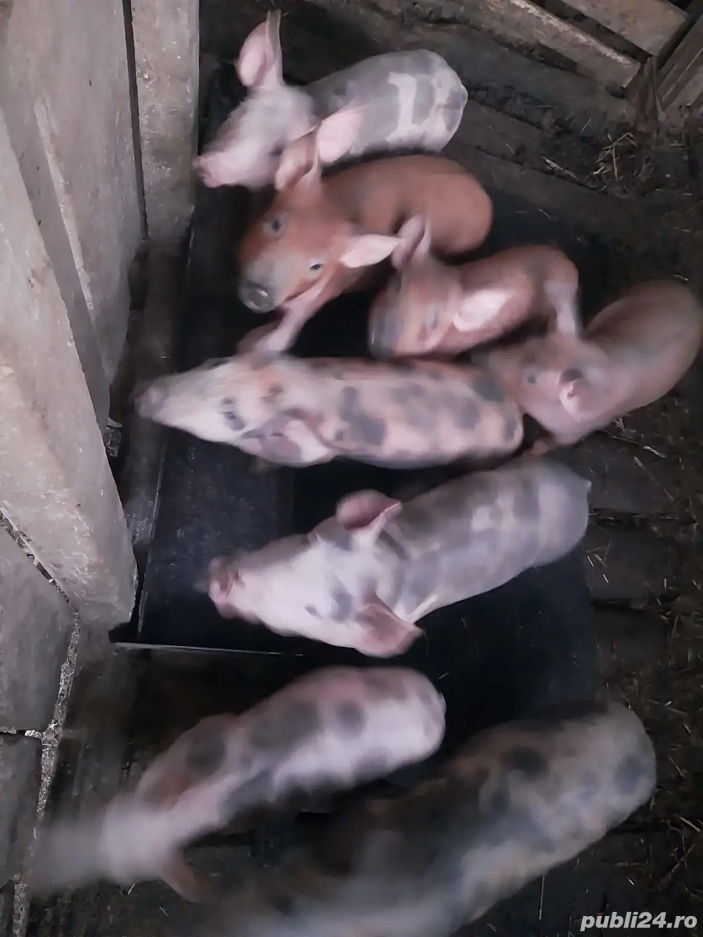 Vând purcei duroc pietran