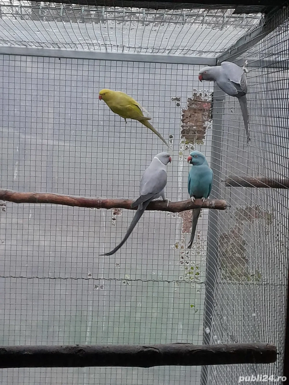 vand micul Alexander 