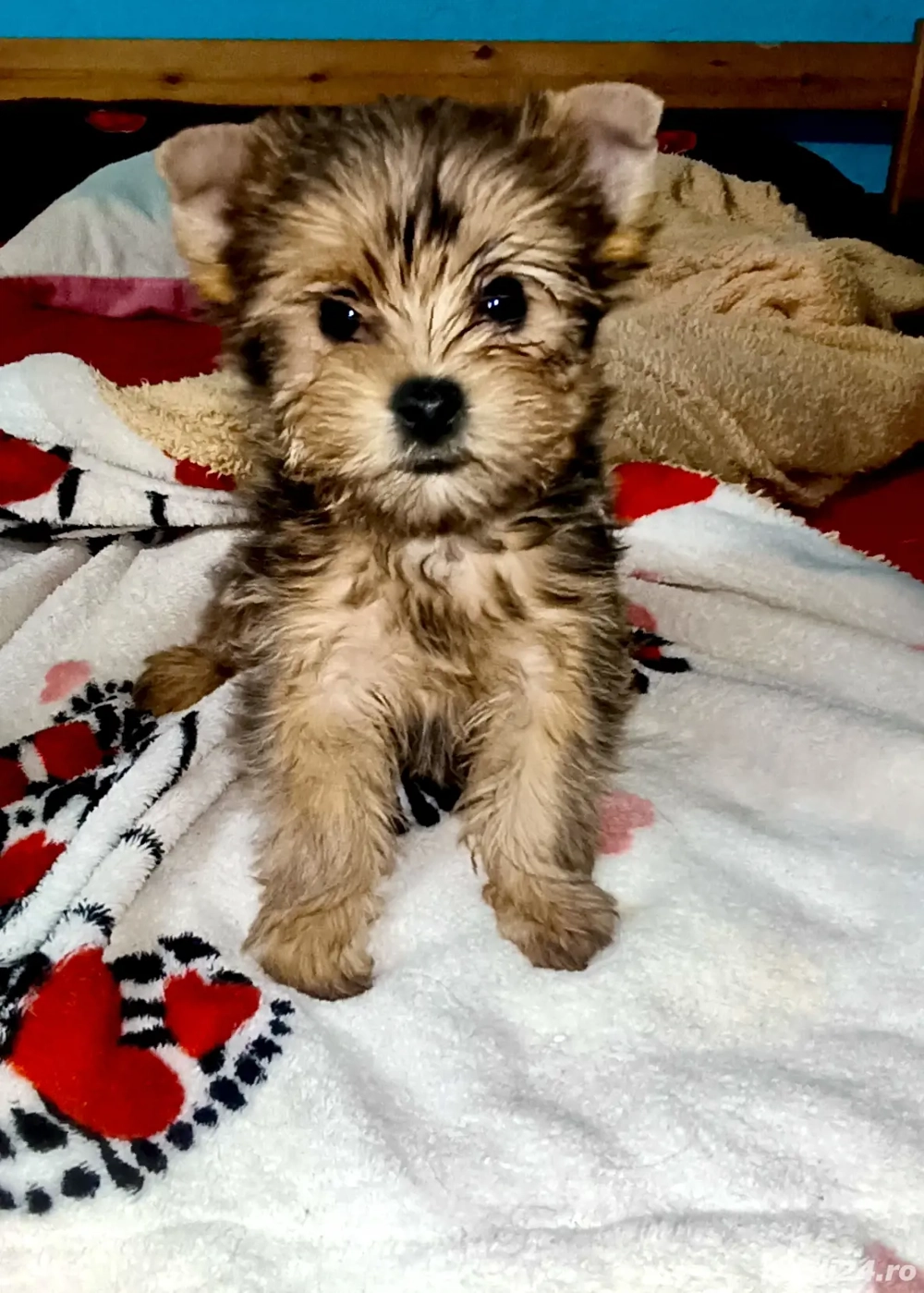 Yorkshire terrier golld  3 luni 