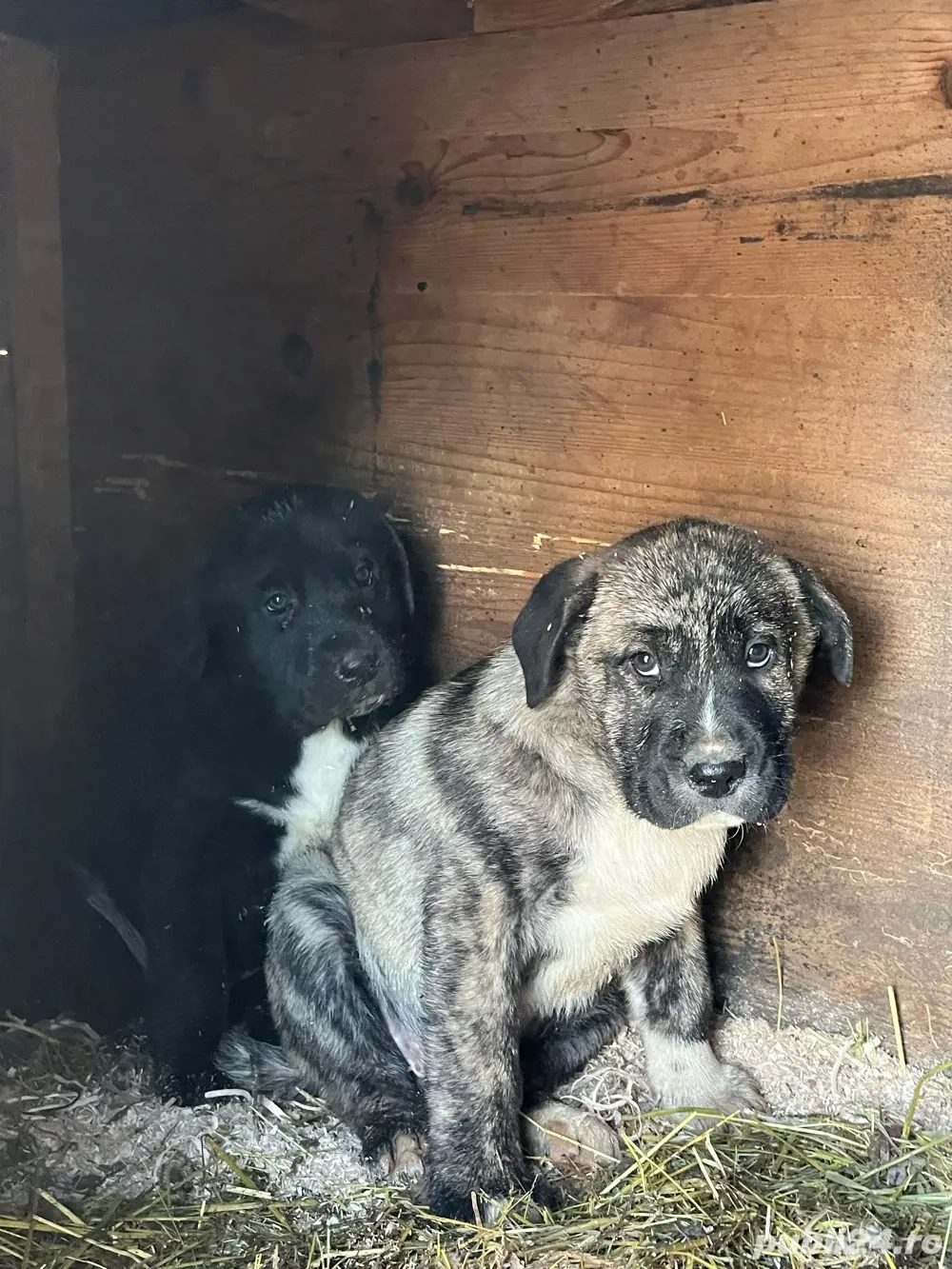 Pui - Ciobanesc de Asia Centrala 