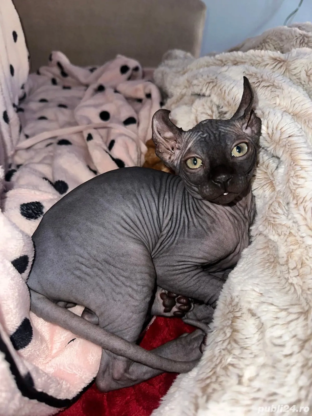 Pui Sphynx Elf deosebit   gata de mutare