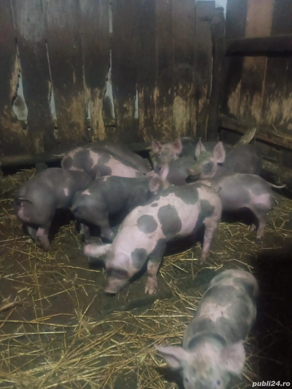 Vând purcei de carne 