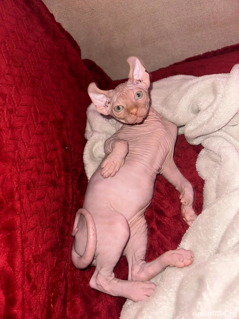 Pui Sphynx Elf deosebiți   gata de mutare