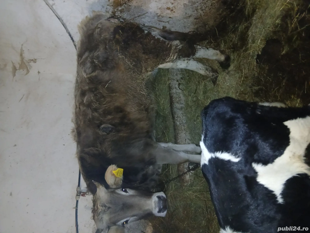 Vand juninca si juninca de bivol