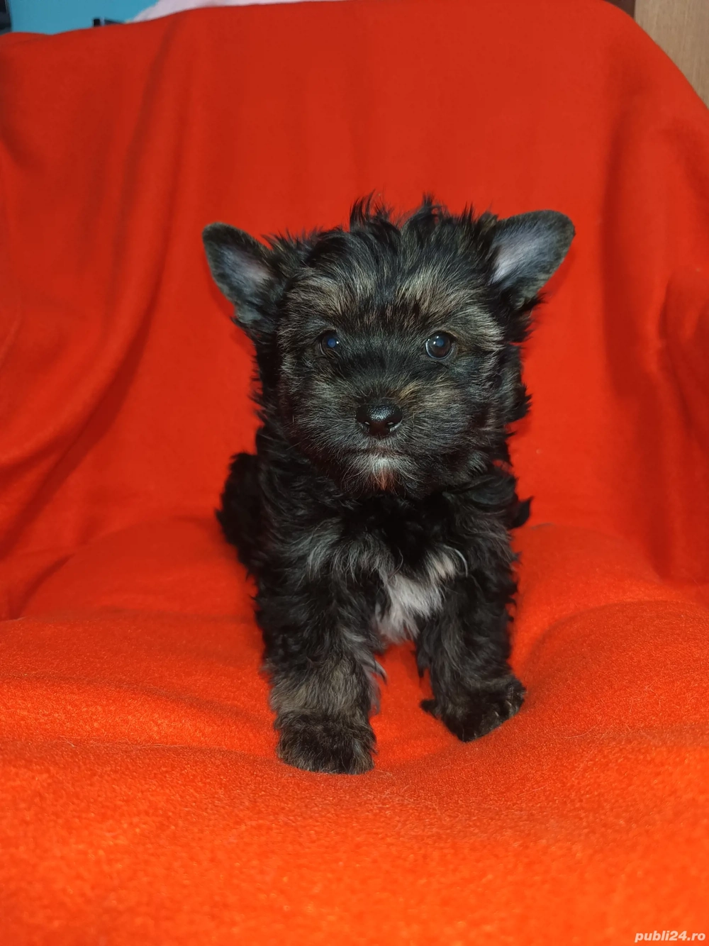 Yorkshire terrier talie standard culoare neagră 