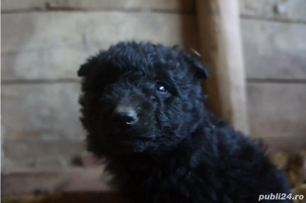 Catei MUDI de intors oi