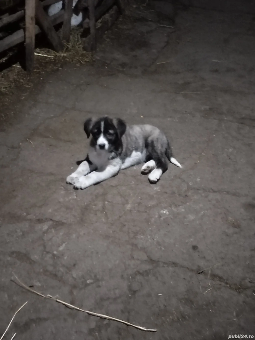 Căței Ciobănesc de Asia Centrală 