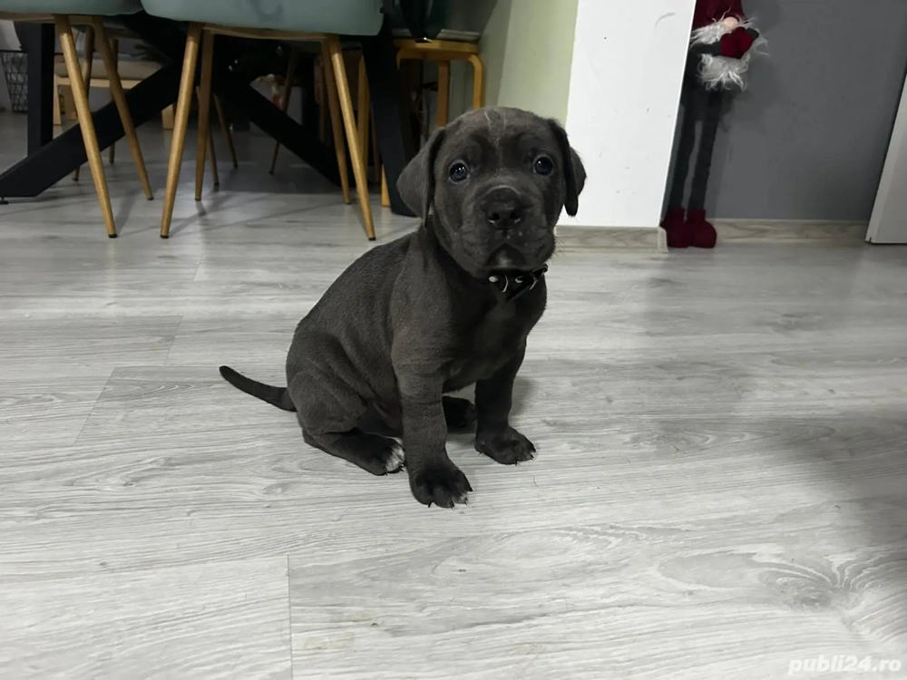 Cane corso blue 