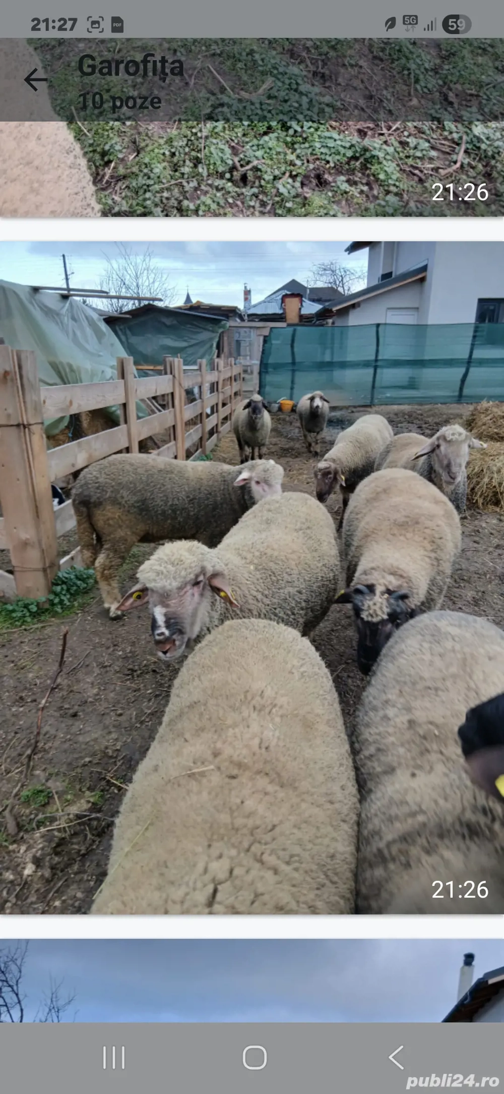 Vând 10 berbecuți din primăvară,foarte buni!