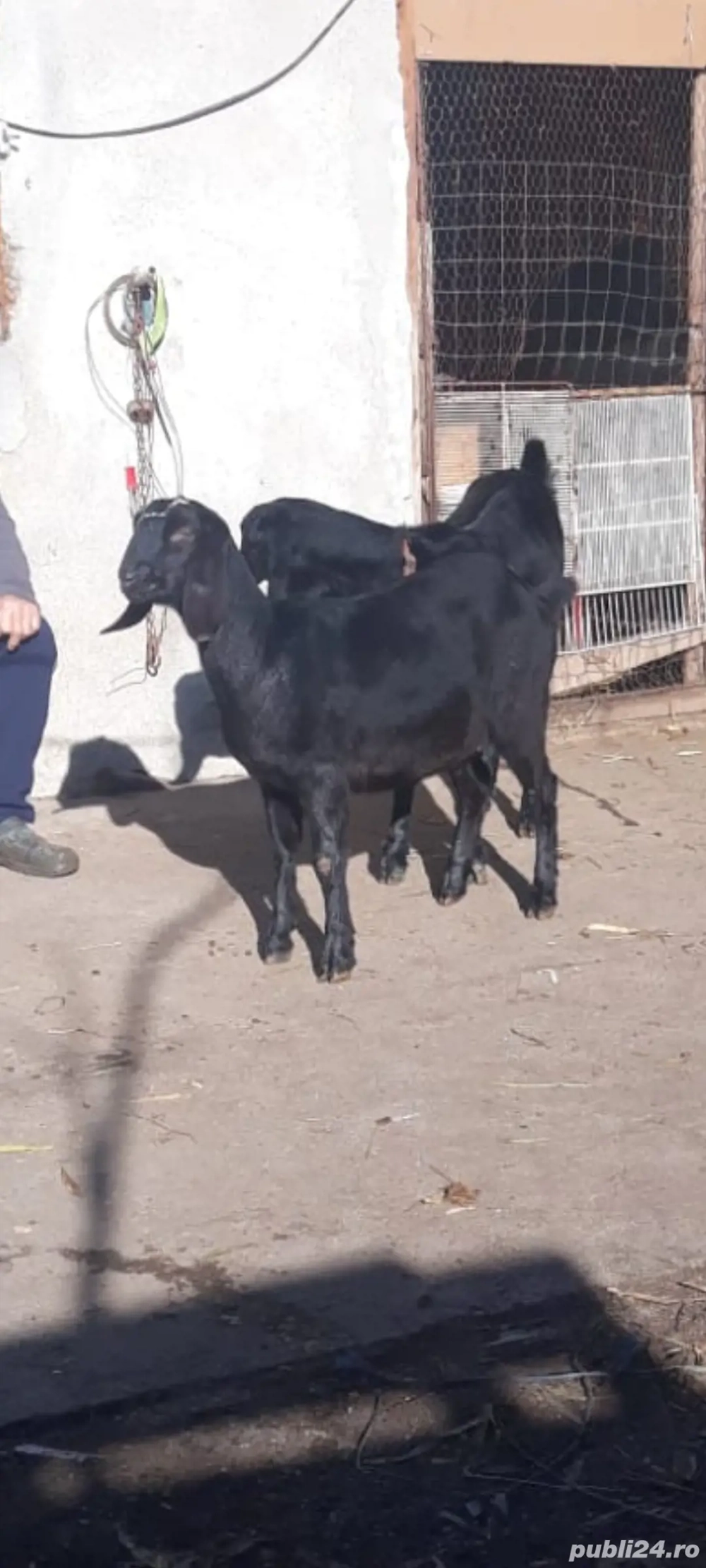 Ieduta anglo nubiana 