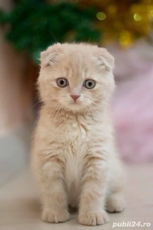 Scottish Fold Crem 