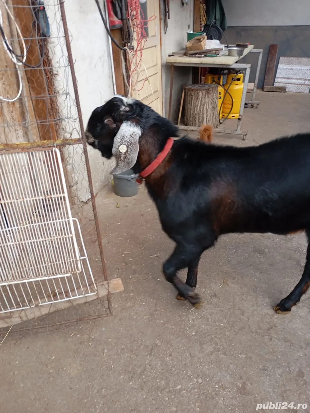 Tap anglo nubian cu pedigri 