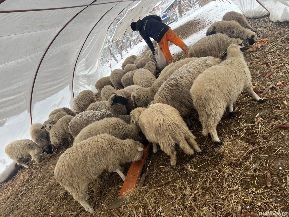 Noatine din primăvară de vanzare