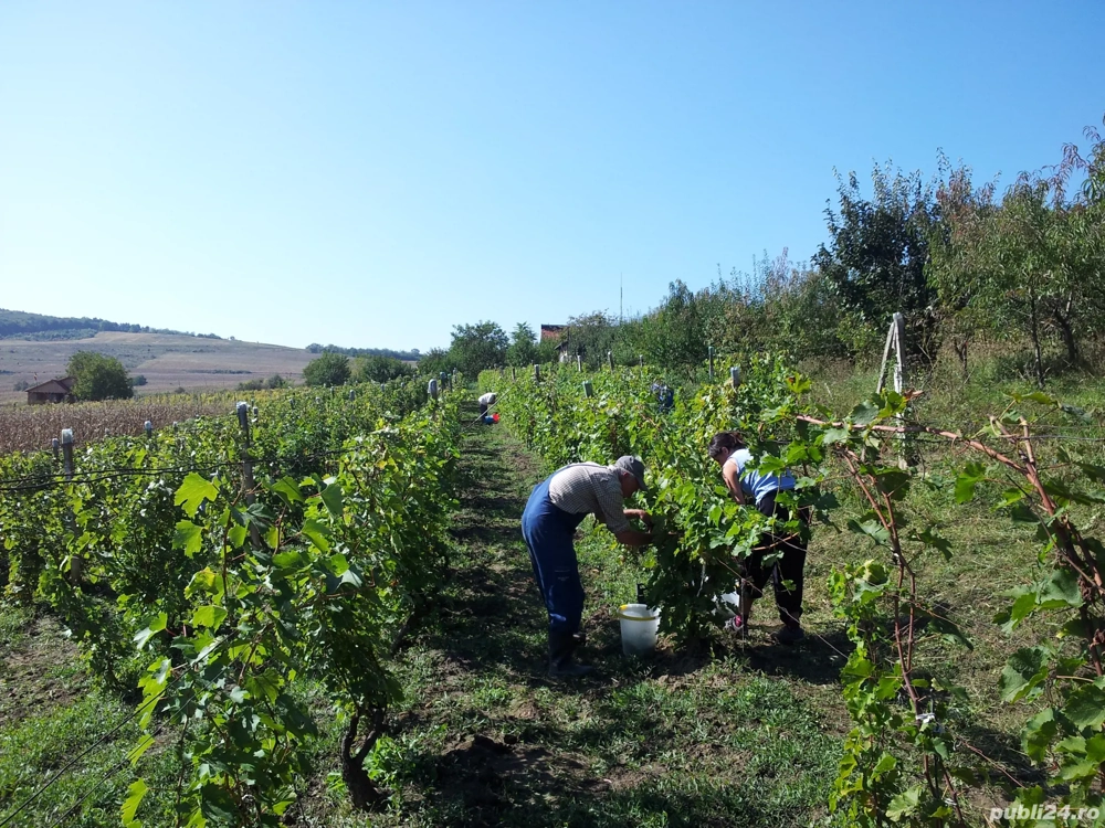Vand vie si livada in suprafata de 3000 mp in com.Bagaciu,jud.Mures
