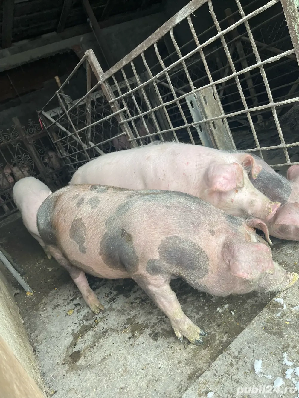 purcei godini soldani de carne 