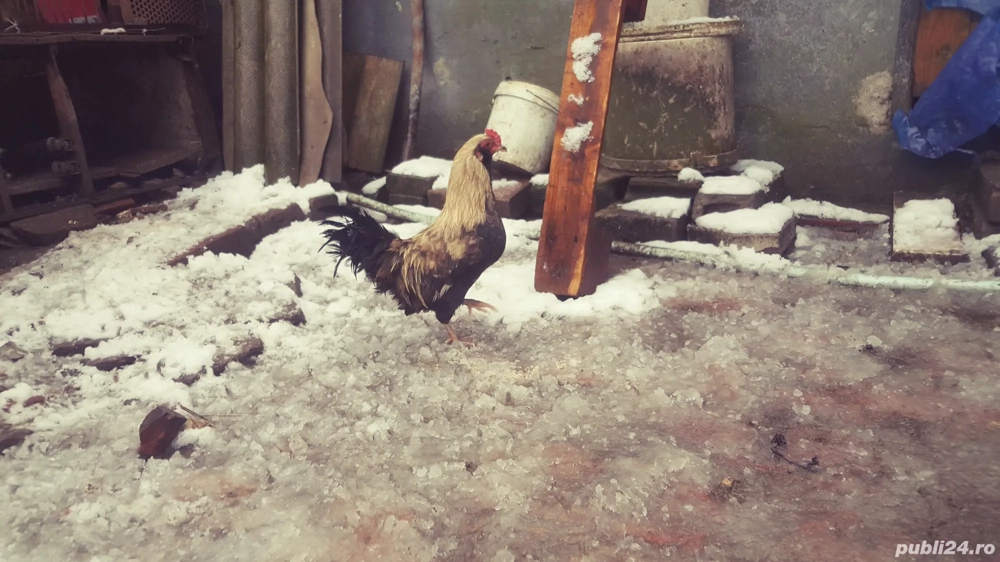 vind cocos pitic Ameraucana