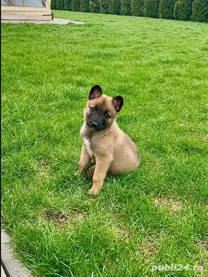  malinois pui 