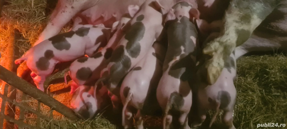 Vand scroafe cu purcei