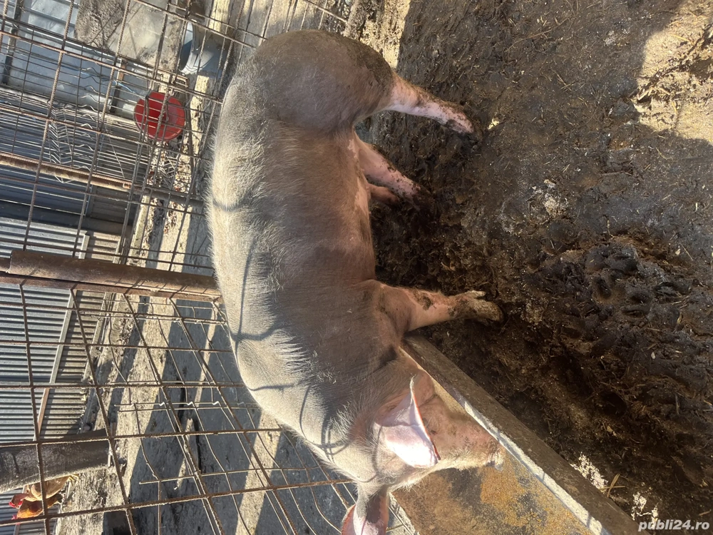 Vieruș pietran  in jur de 40kg disponibil