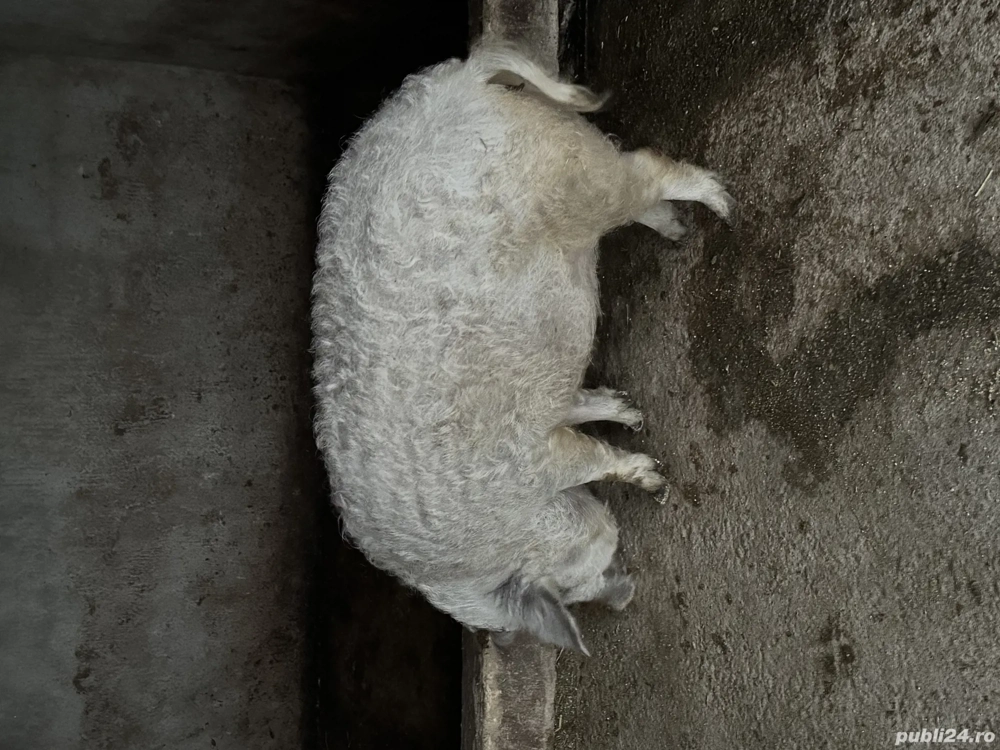 Vând purcea MANGALIȚĂ rasă pură ( pentru reproductie)