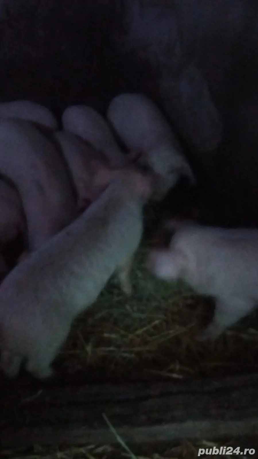 Purceluși de vanzare. Comuna Oarja.