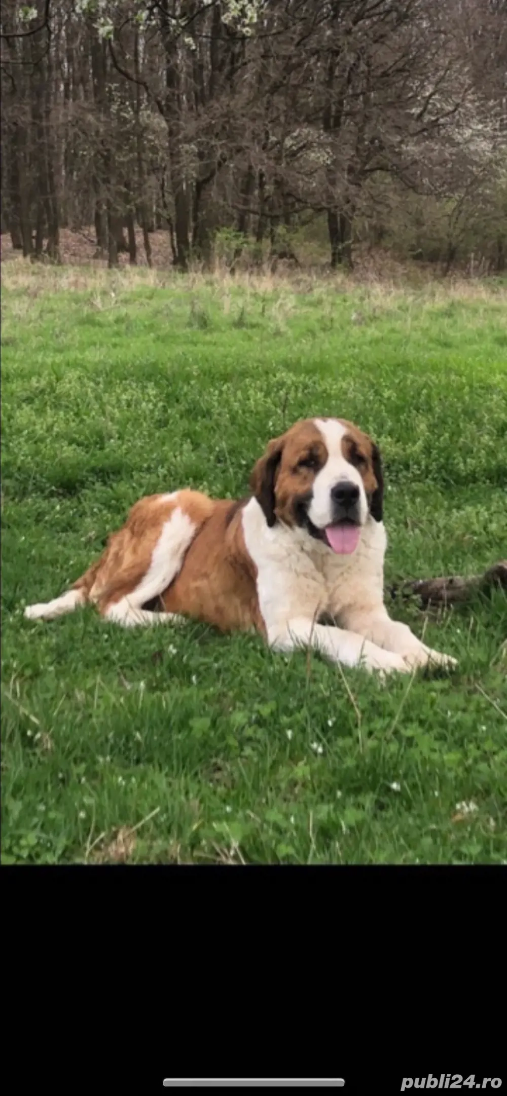 femela foarte buna de oi si capre