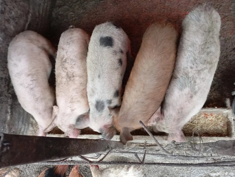 vând purcei 3 jumătate 