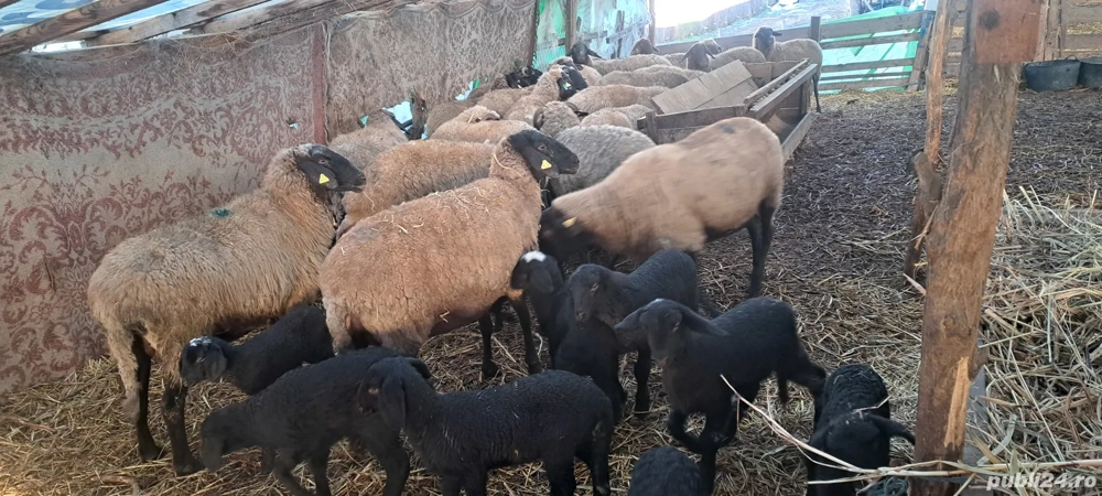 Vând oi cu miei 100 de bucăți 