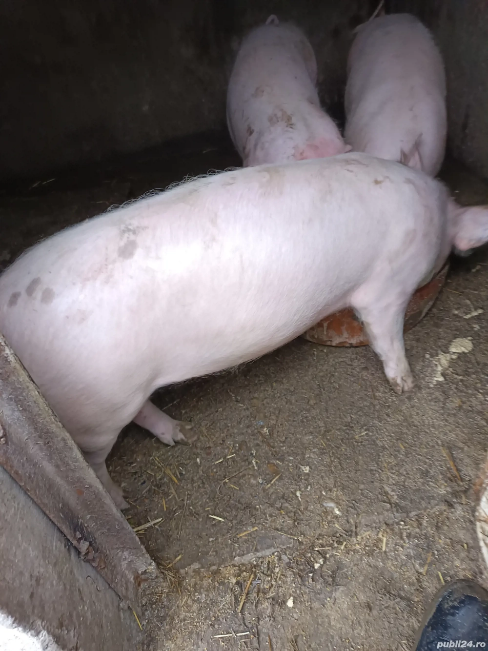 Vând porci la 40 de kg 