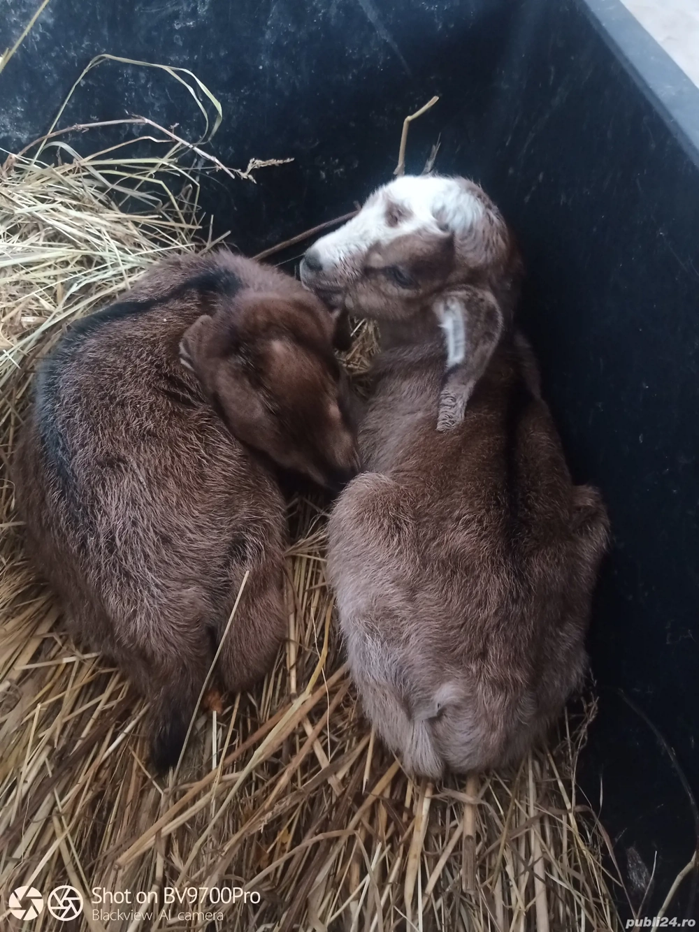 Vand tapisori metisi de anglo nubian