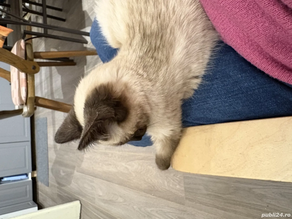 Vând pisică birmaneză, 4 luni, deparazitată.500lei