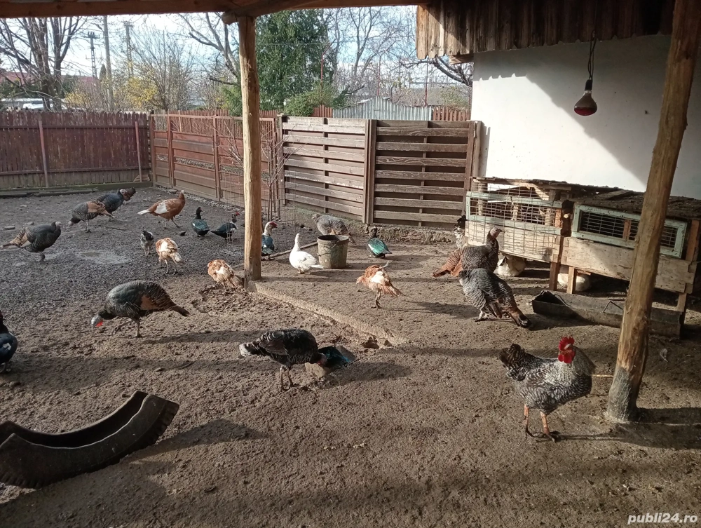 Vând curci de țară și gâște leșești 