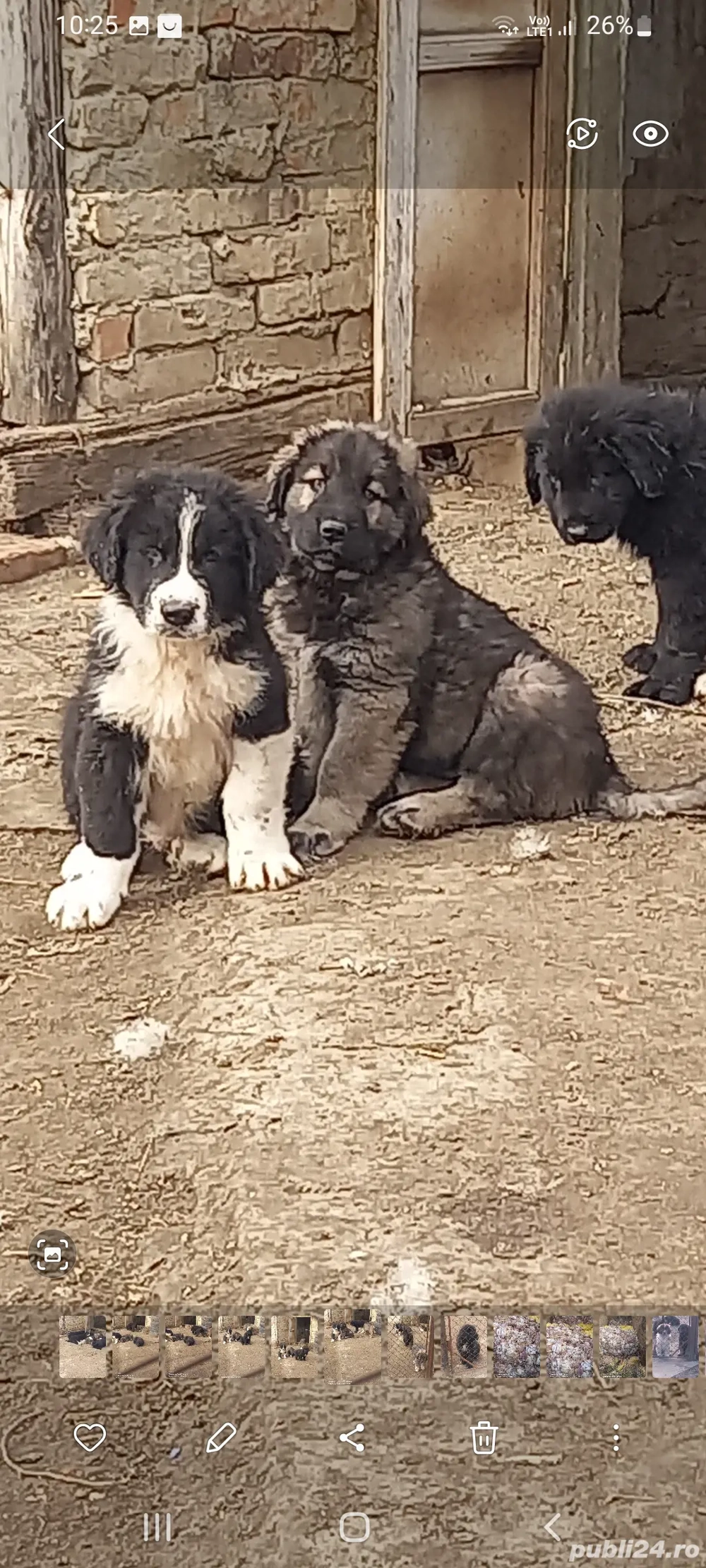 vand catei ciobanesti