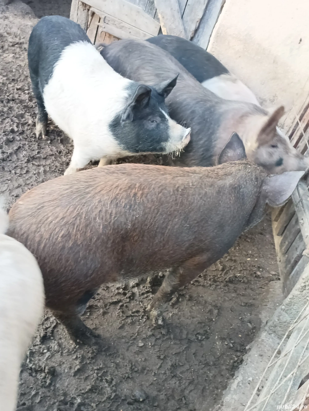 Vand schimb cu capre