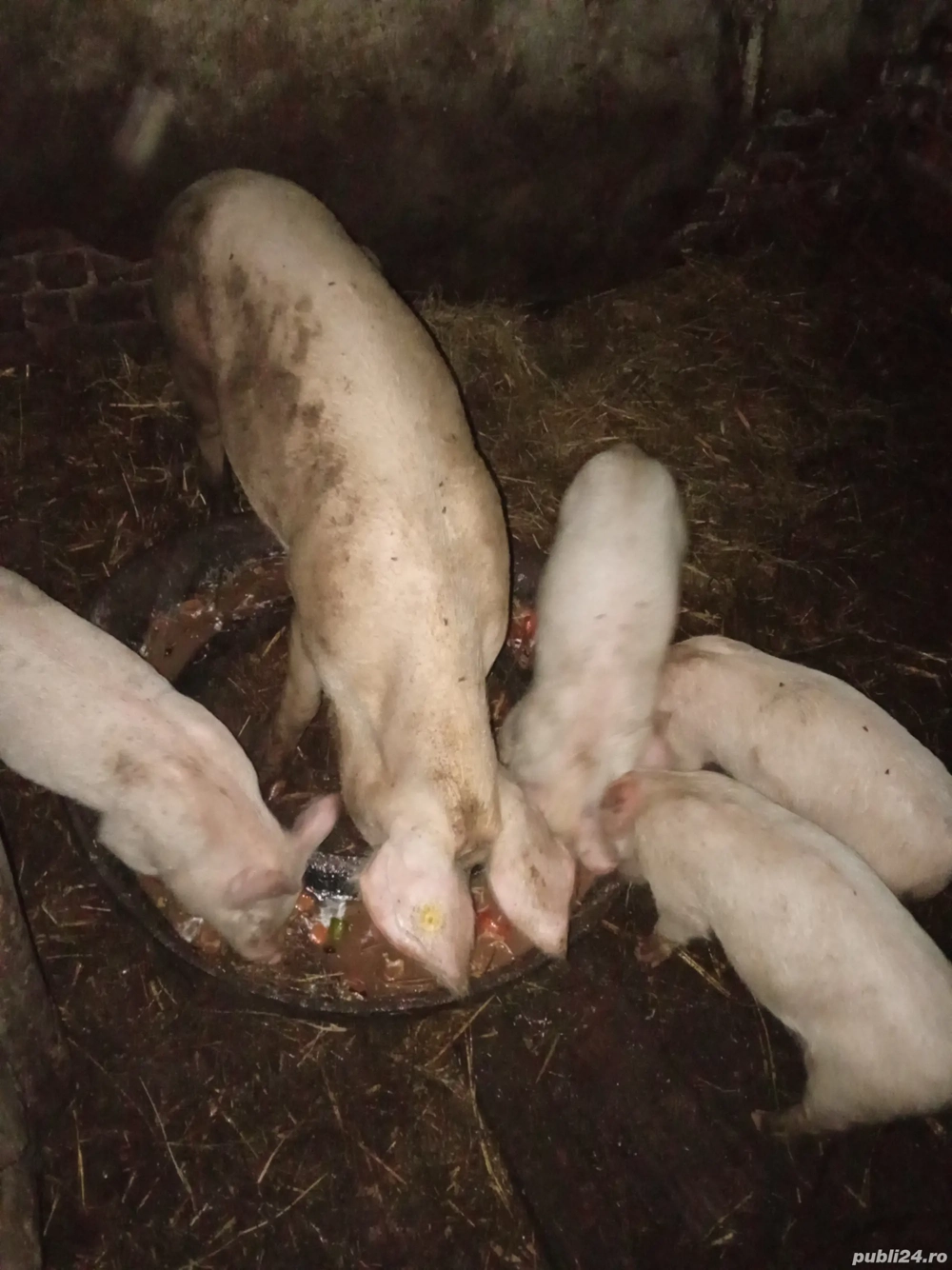 Vand purcei si scroafa landras cu marele alb