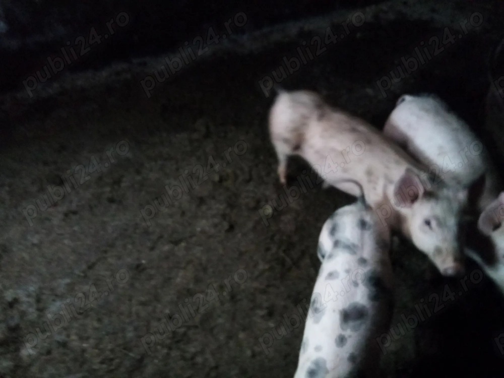 suldei de 30 kg din mama  marele alb  si tata pietrain    2 masculi castrati   1 femela 