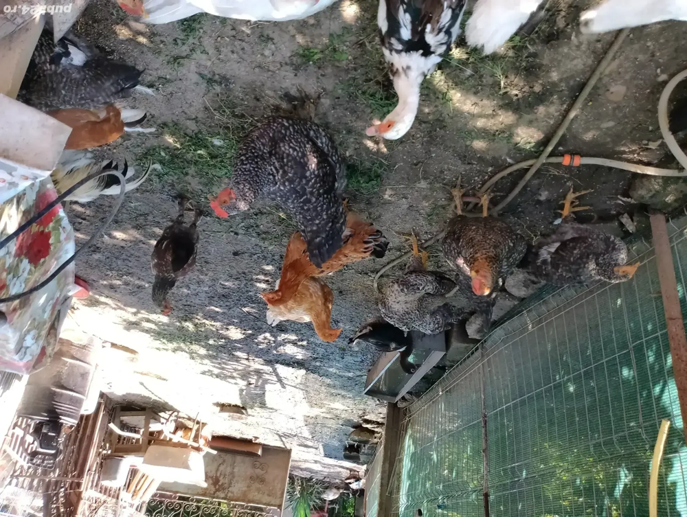 Rate mute de vanzare