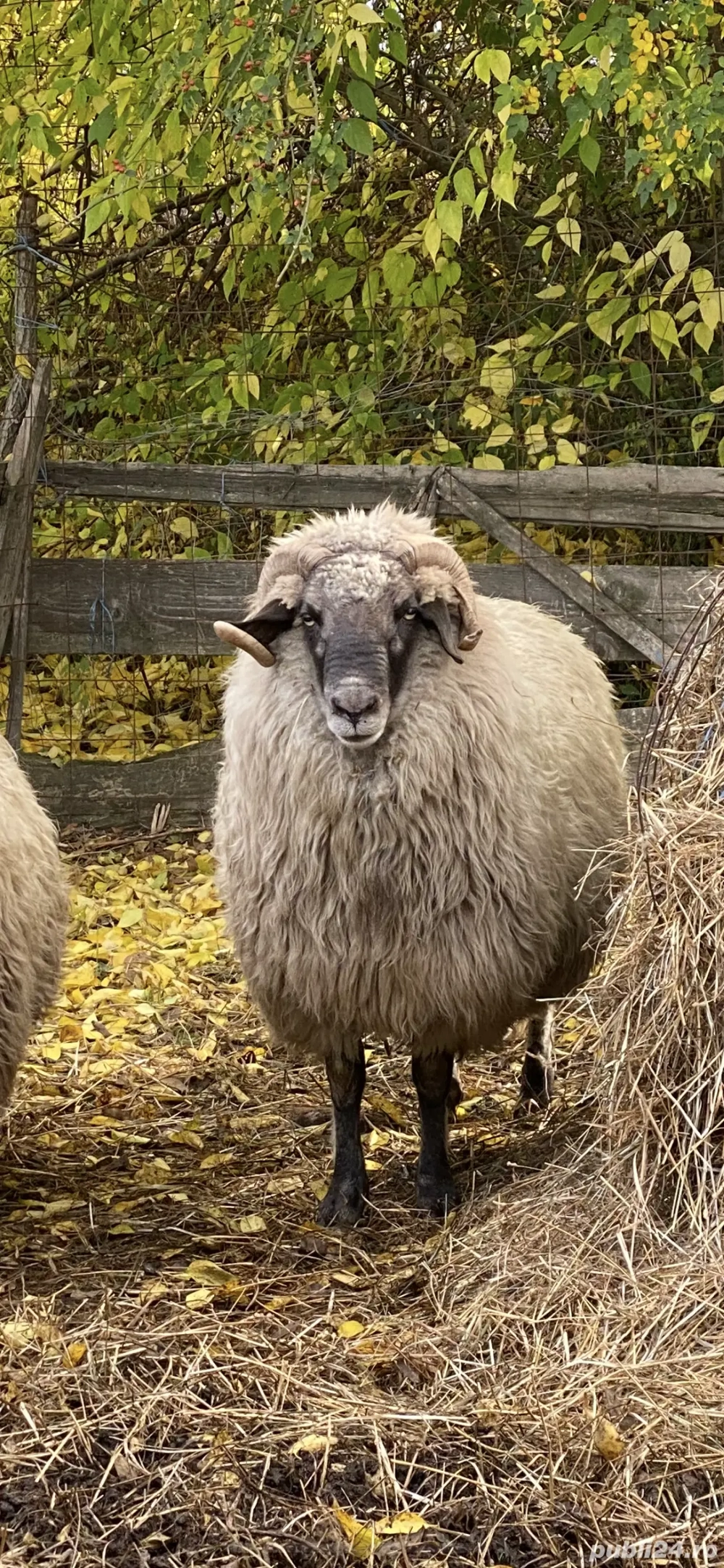 Vând 2 berbeci buni de montă unul are vârsta de 2 ani și al doilea are 4 ani 