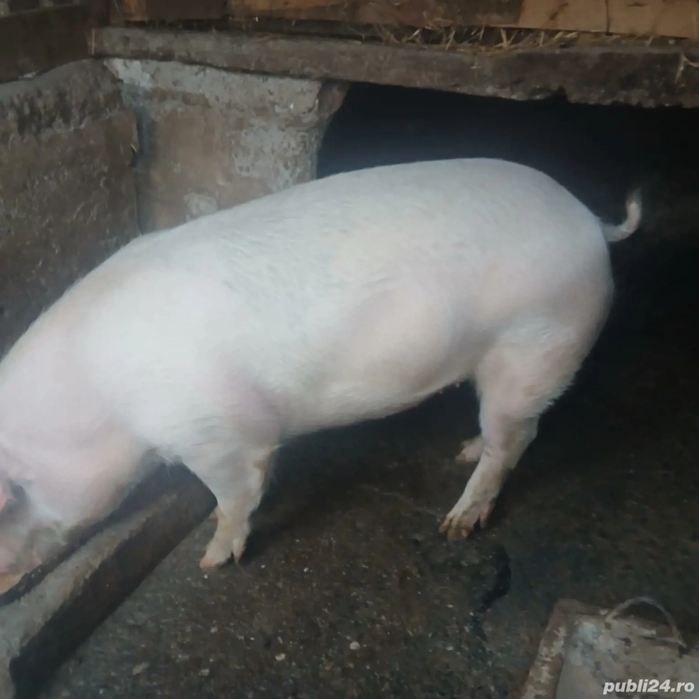 Vand porc viu sau tăiat