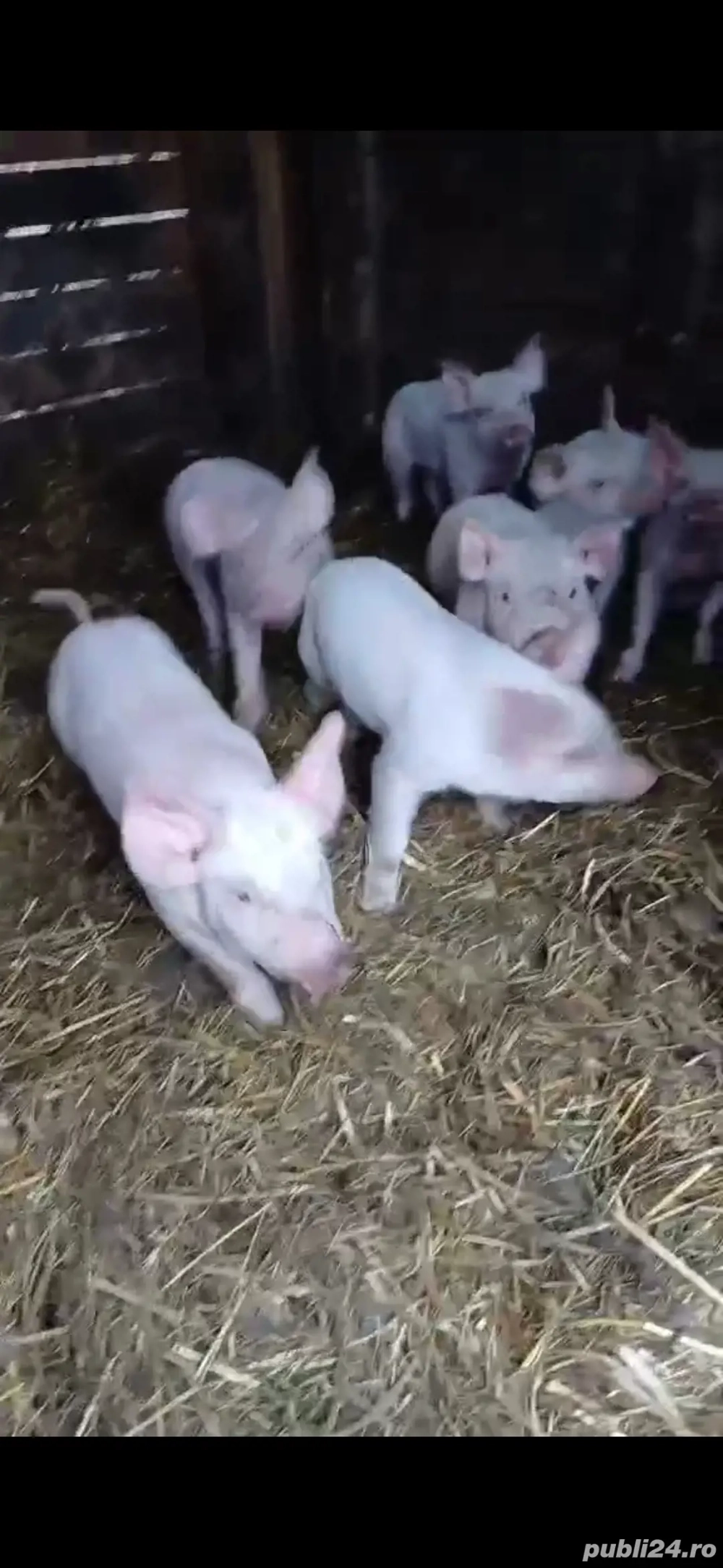 Purcei 7 bucăți de vânzare 