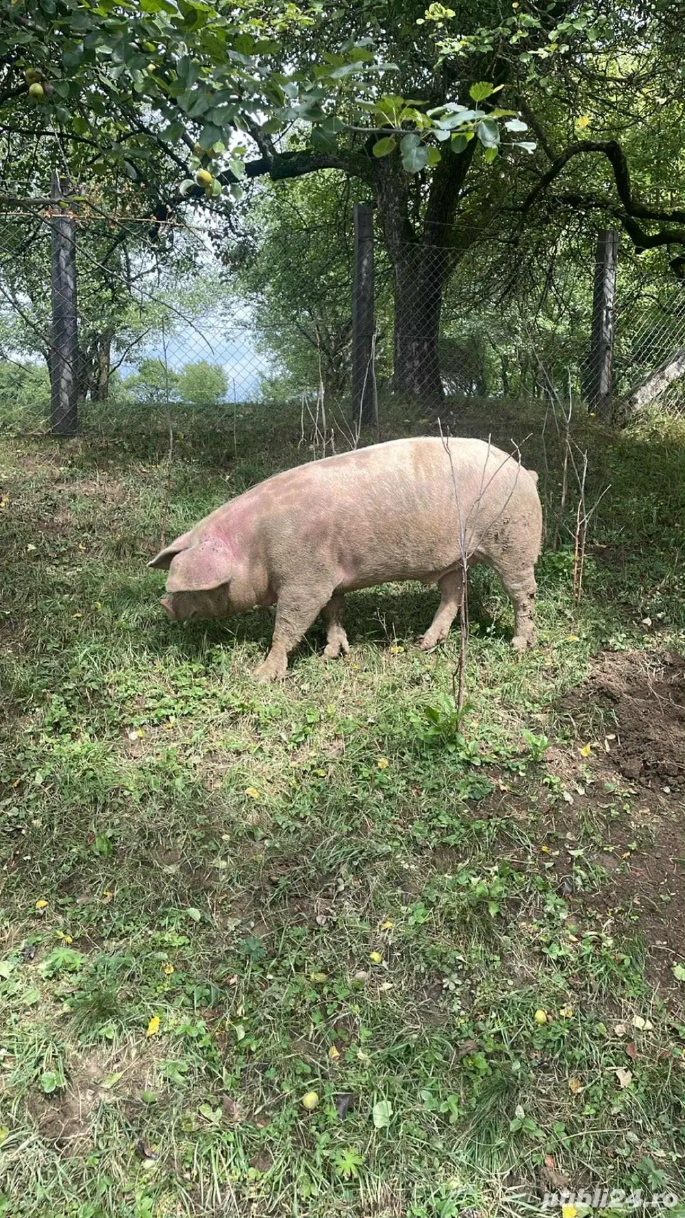 vand sau schimb vier 250-300 kg 1,5 ani