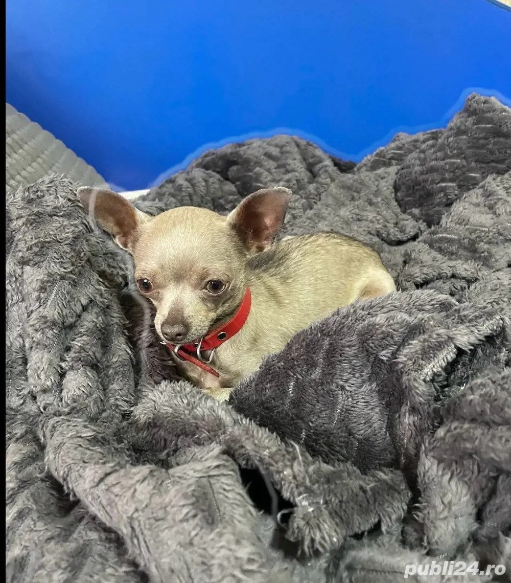 Schimb Chihuahua fetiță