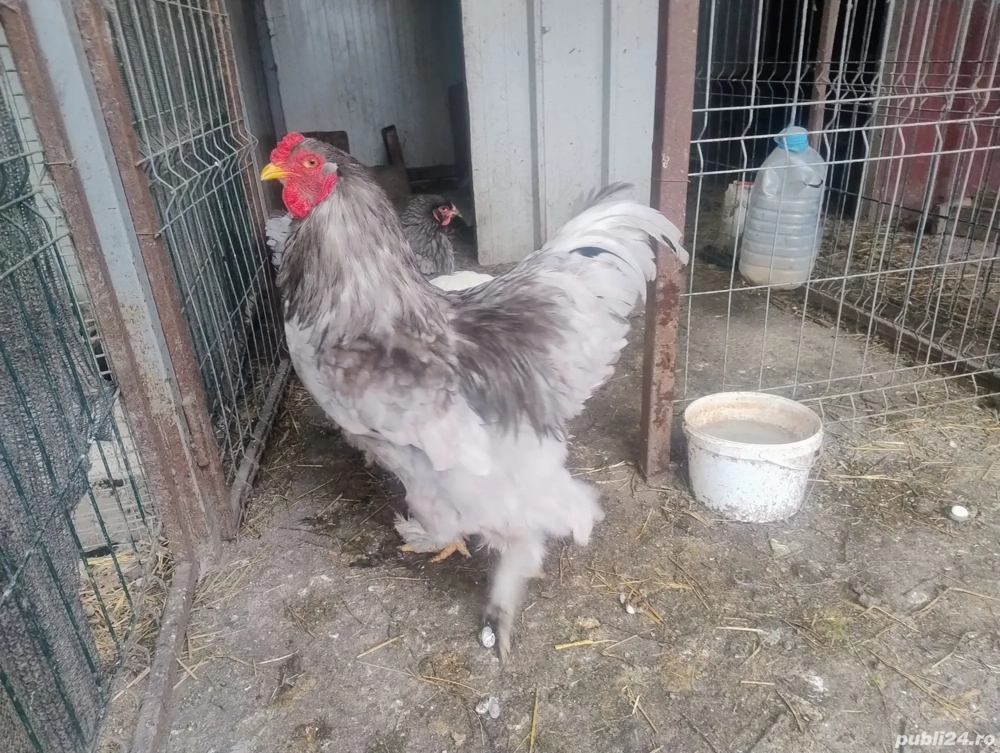Cocoș Brahma Albastru 